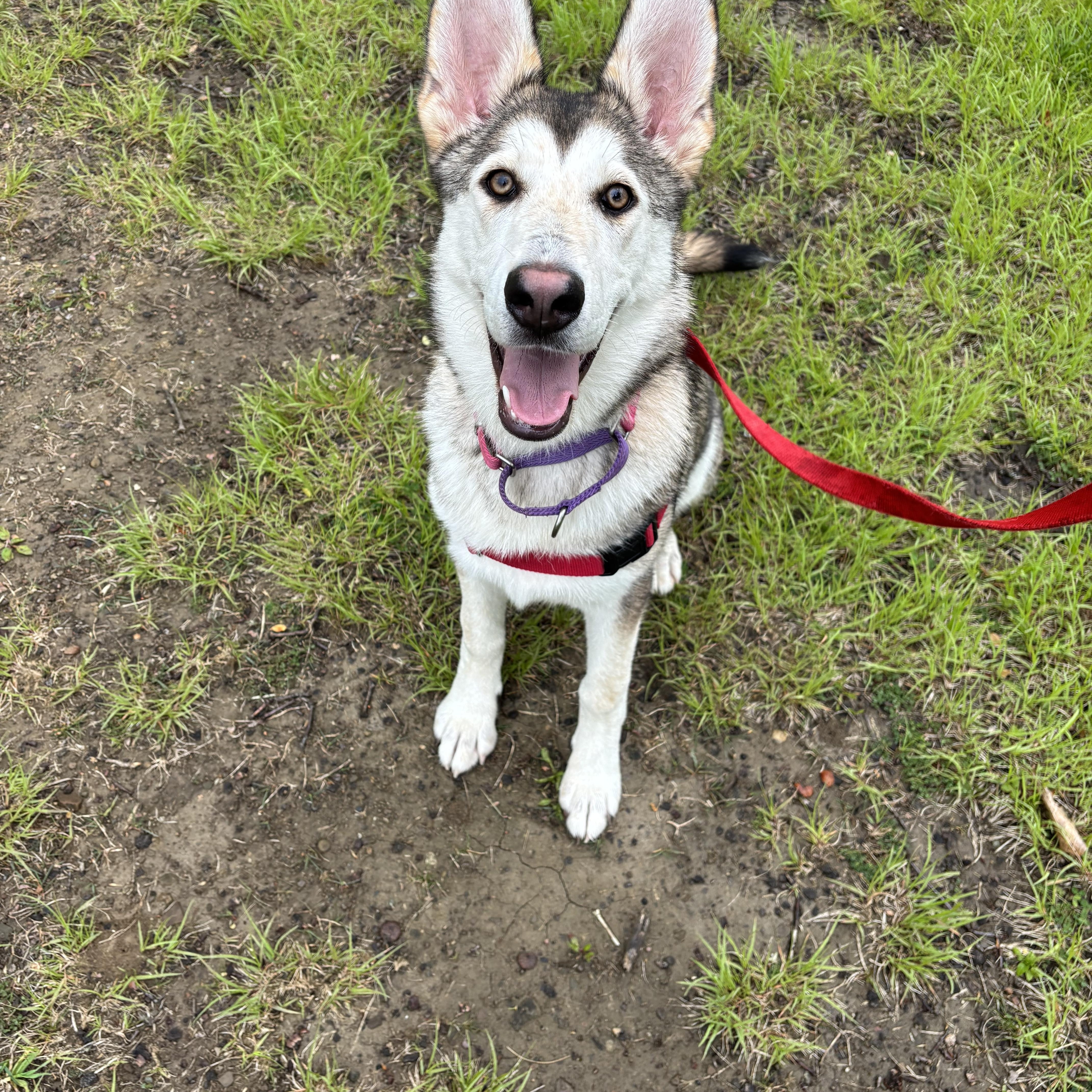 Enlarge Kennedy, a ADOPTABLE mixed breed in Brunswick, OH image 2/6