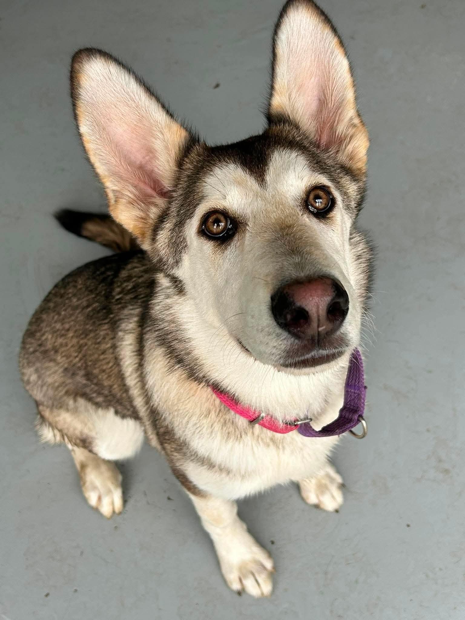 Enlarge Kennedy, a ADOPTABLE mixed breed in Brunswick, OH image 3/6