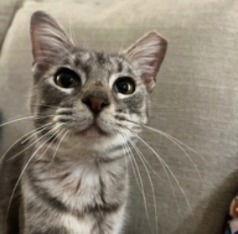 Lady Willow Bigheartedlapcat thumbnail 2