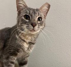 Lady Willow Bigheartedlapcat thumbnail 3