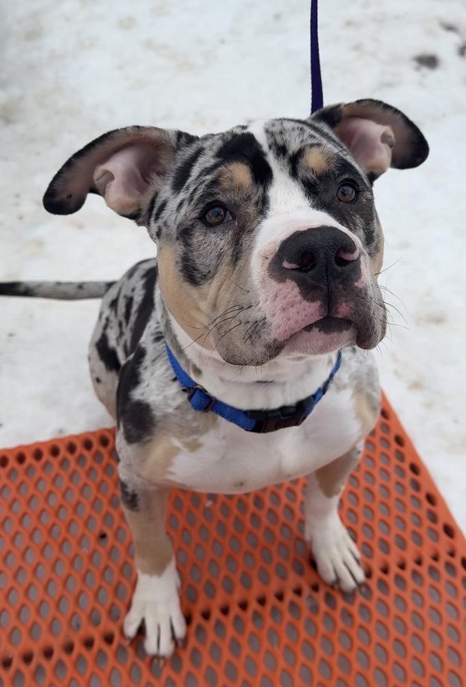 Hades, Adoptable, Puppy Male Pit Bull Terrier & Mixed Breed.