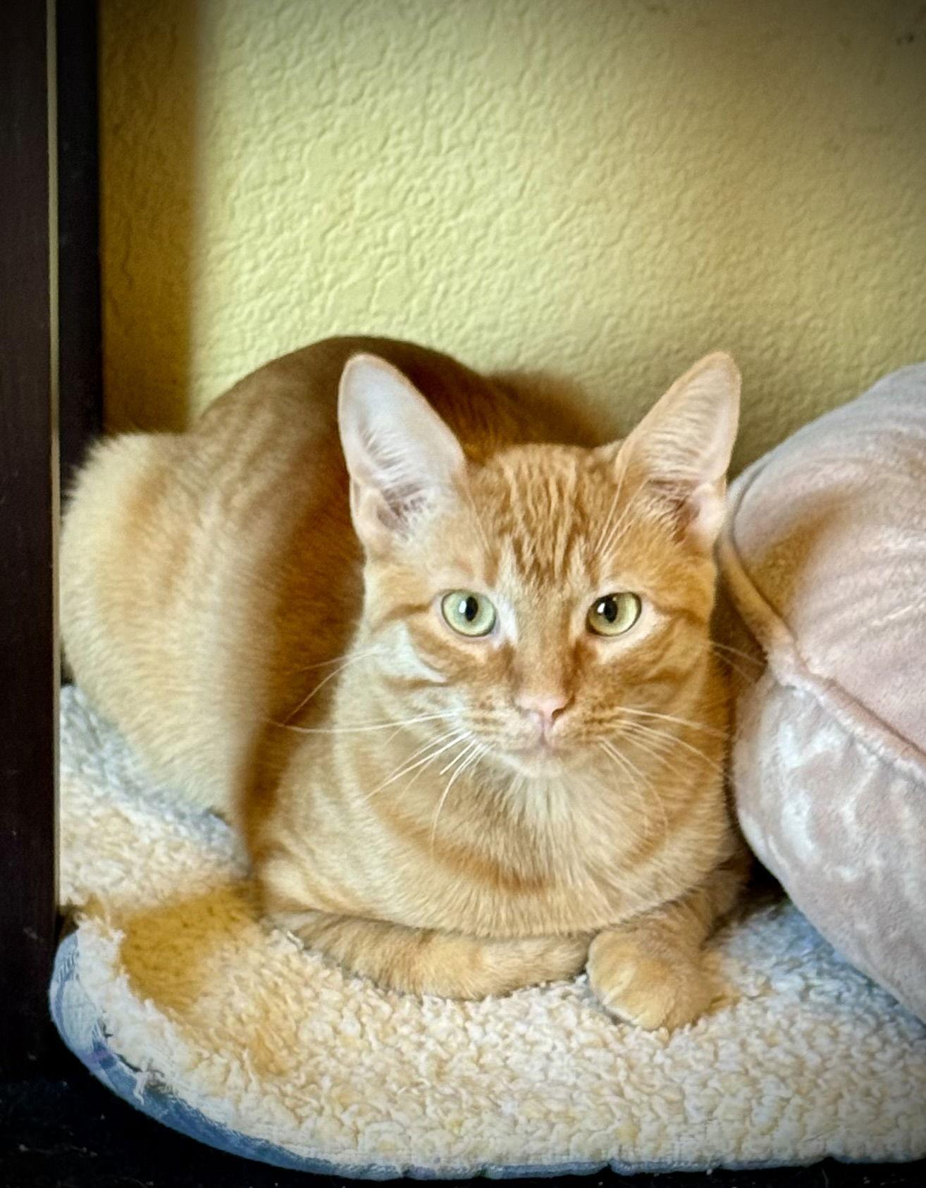 Enlarge River, a Adoptable Domestic Short Hair in Arlington, TX image 1/3