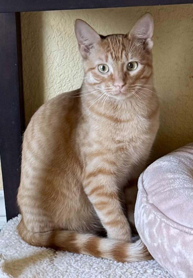 Enlarge River, a Adoptable Domestic Short Hair in Arlington, TX image 2/3