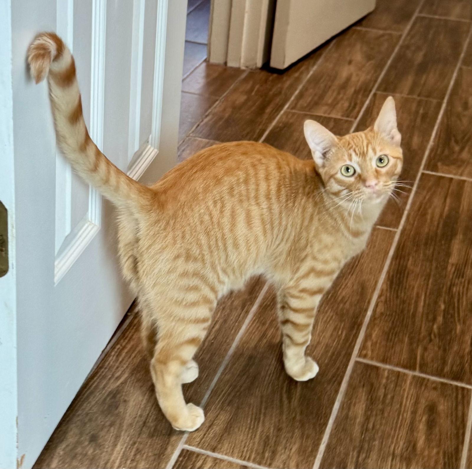 Enlarge River, a Adoptable Domestic Short Hair in Arlington, TX image 3/3