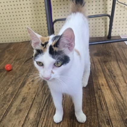 Enlarge Chaos, an adopted Domestic Short Hair in Phoenixville, PA image 2/2