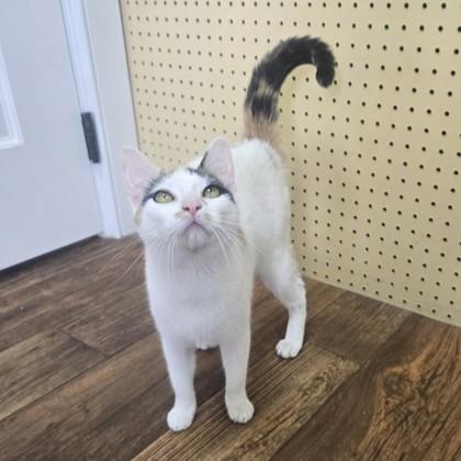 Enlarge Chaos, an adopted Domestic Short Hair in Phoenixville, PA image 1/2