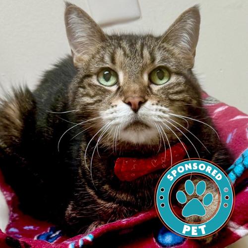 Enlarge Sammy, a Adoptable Domestic Short Hair in Lakeland, FL image 3/3