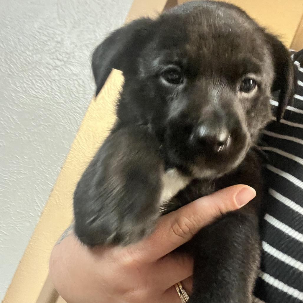 Jasmine, Adoptable, Puppy Female German Shepherd Dog & Pit Bull Terrier.