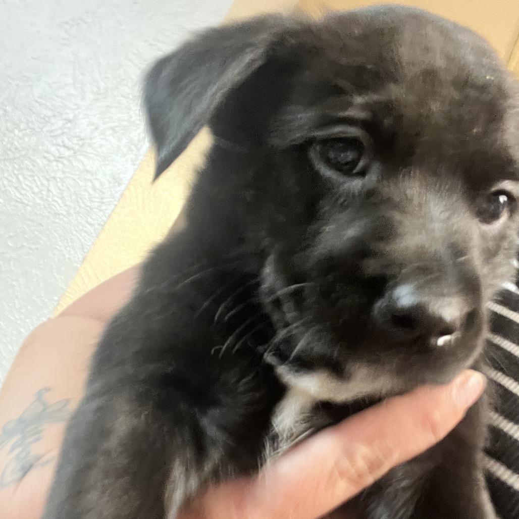 Enlarge Jasmine, a Adoptable mixed breed in Chillicothe, IL image 2/4