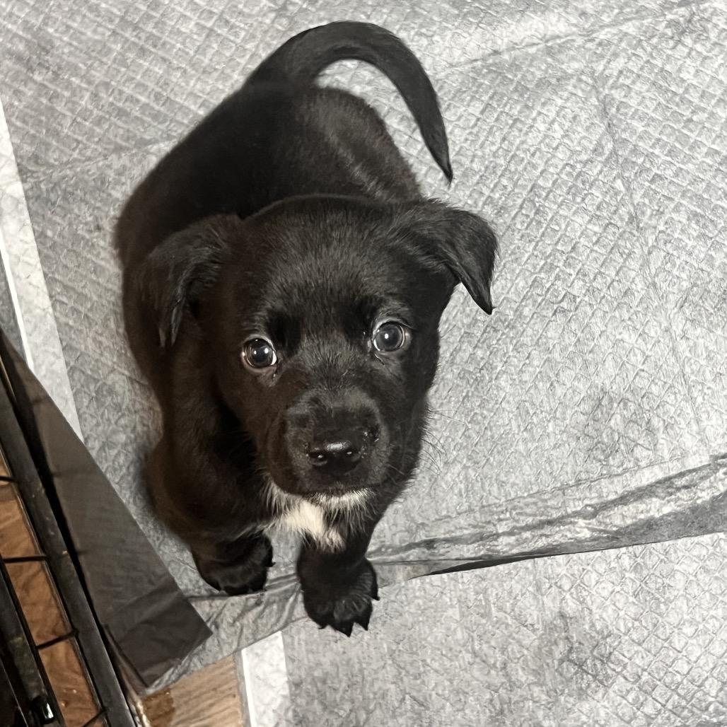 Enlarge Jasmine, a Adoptable mixed breed in Chillicothe, IL image 4/4