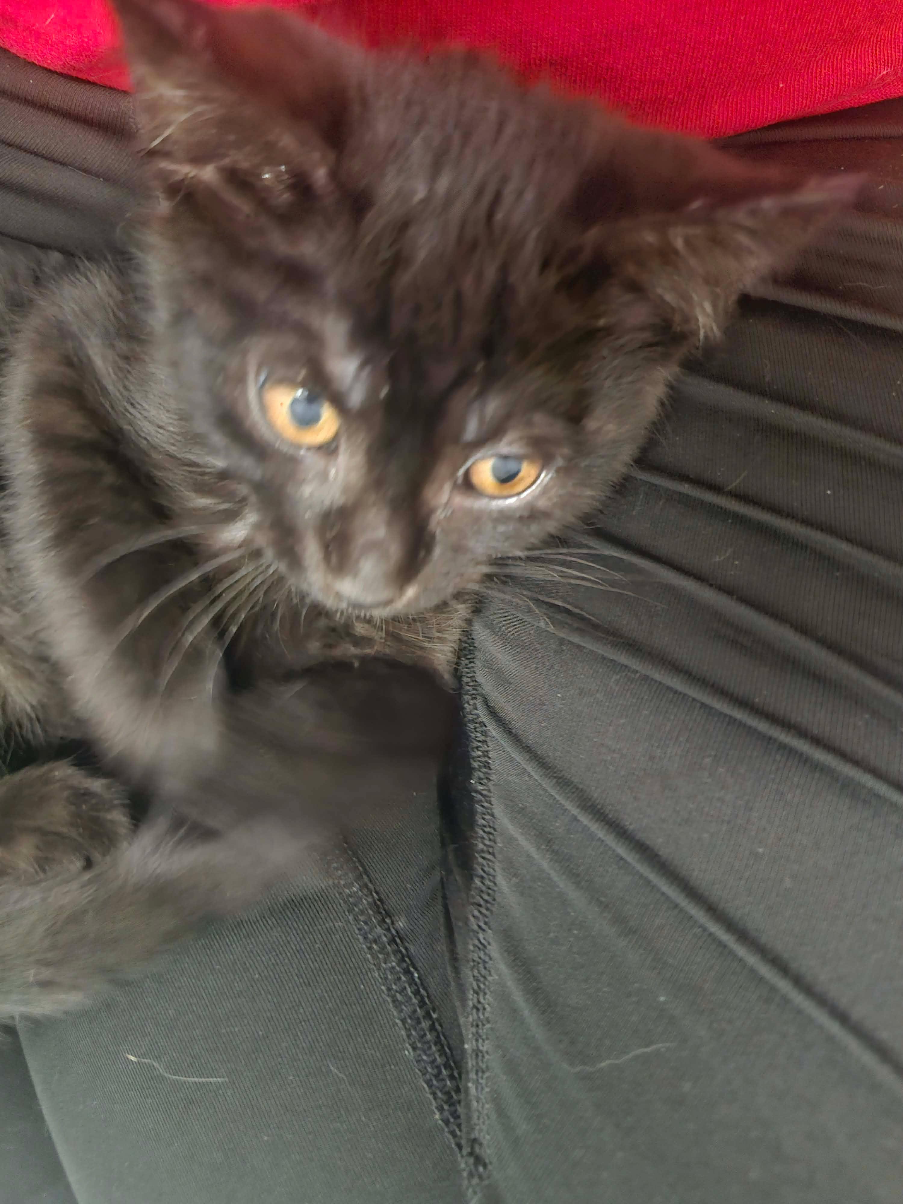 Shazam, an adopted Domestic Short Hair in Fulton, NY image 4/6