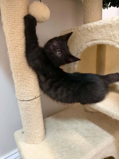 Shazam, an adopted Domestic Short Hair in Fulton, NY image 5/6