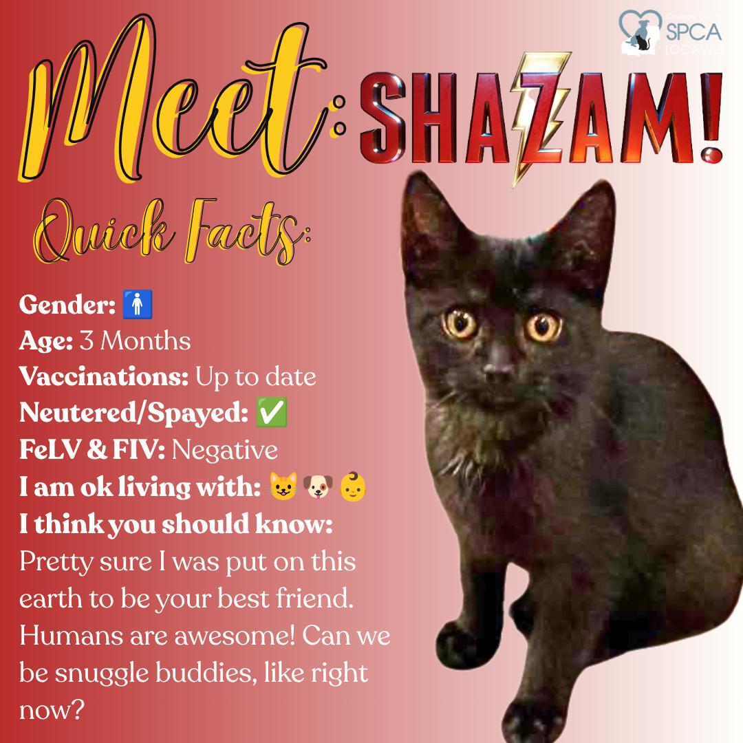 Shazam, adopted, Young Male Domestic Short Hair.