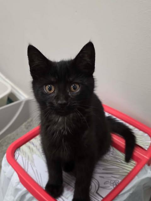Shazam, an adopted Domestic Short Hair in Fulton, NY image 2/6