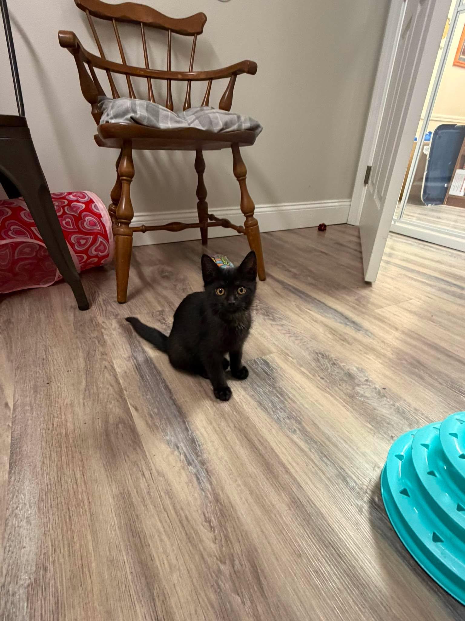 Shazam, an adopted Domestic Short Hair in Fulton, NY image 3/6