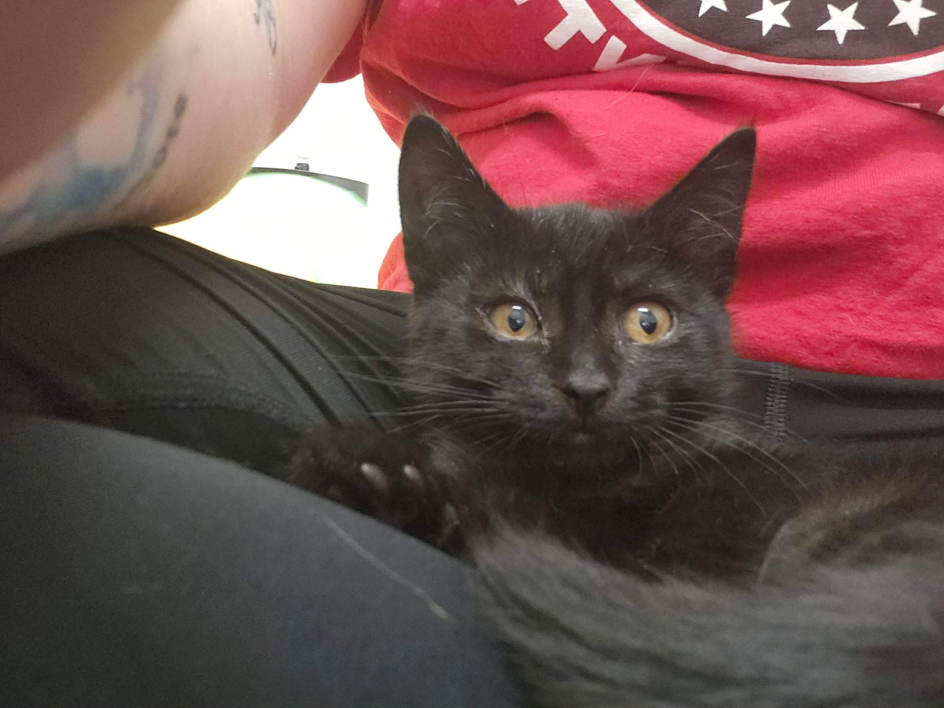 Shazam, an adopted Domestic Short Hair in Fulton, NY image 6/6