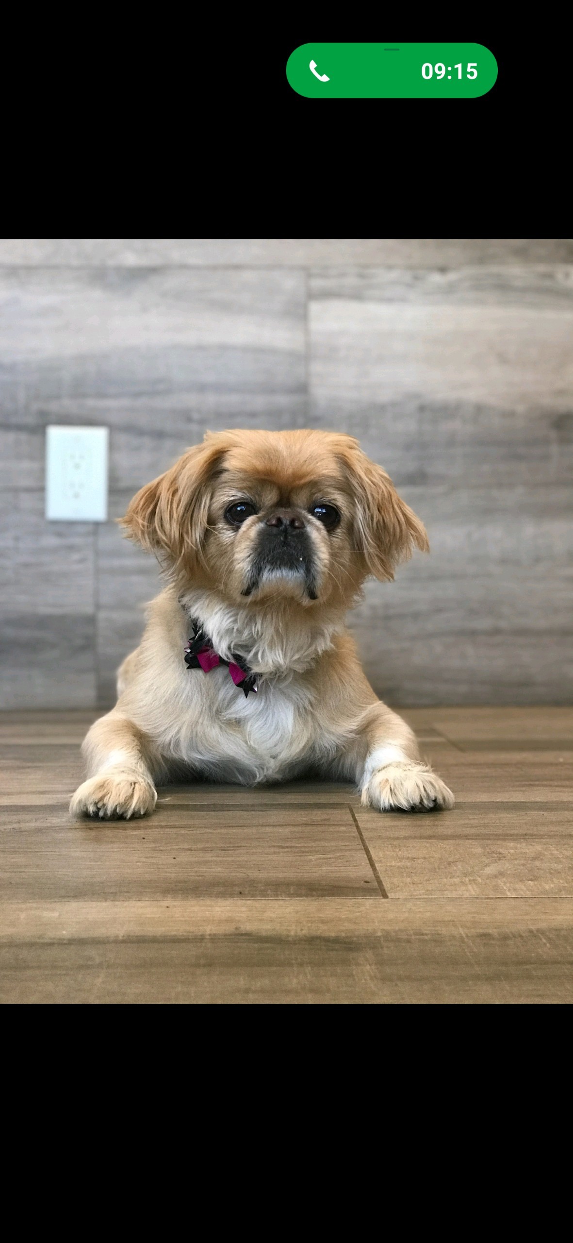 Nugget has been adopted!, Adult Male Pekingese
