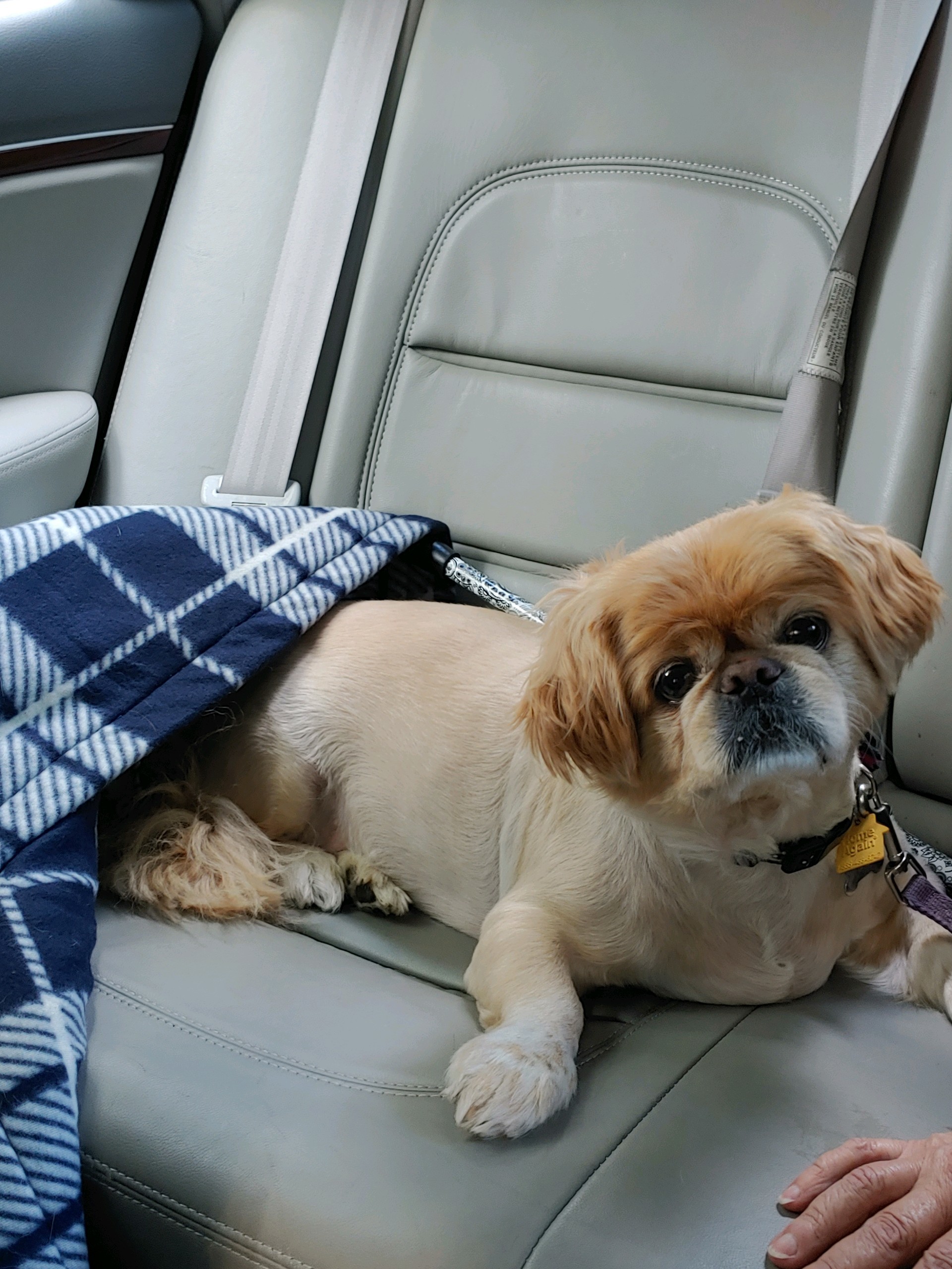 Enlarge Nugget has been adopted!, a Adoptable Pekingese in Hillsdale, NJ image 2/4