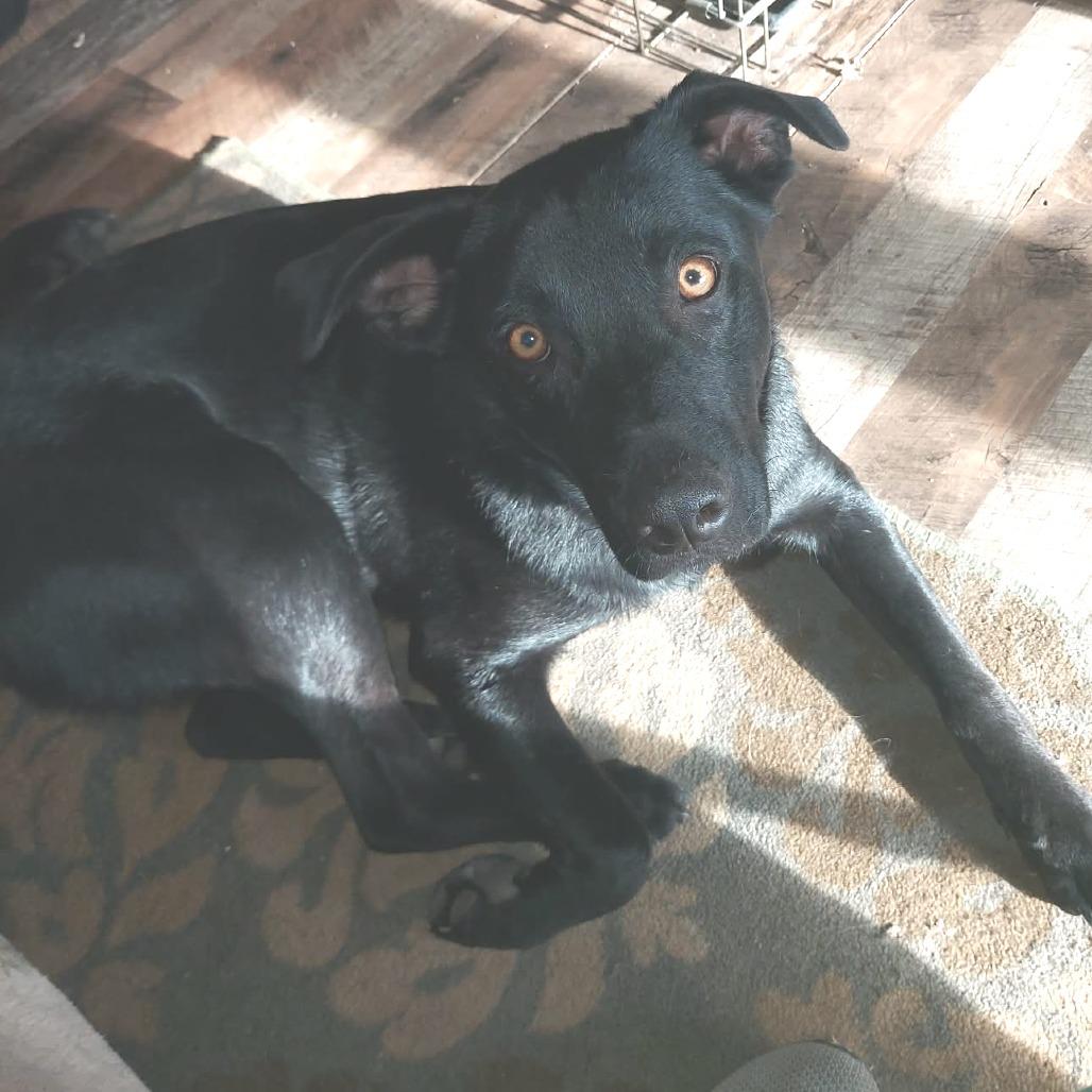 Enlarge Butler, a Adoptable Black Labrador Retriever in Gainesboro, TN image 1/2