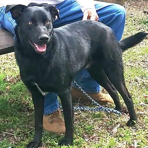 Enlarge Butler, a Adoptable Black Labrador Retriever in Gainesboro, TN image 2/2