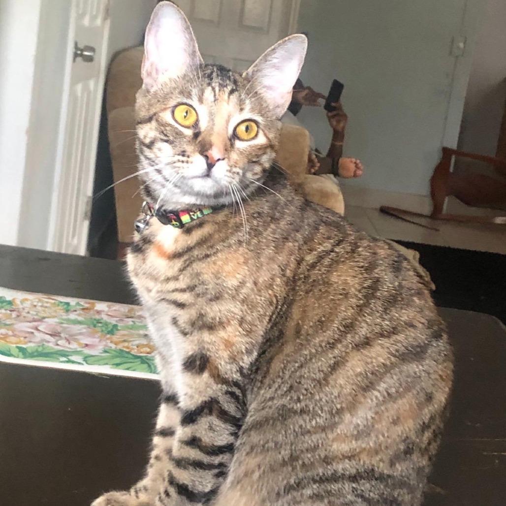 Freya, Adoptable, Adult Female Domestic Short Hair.