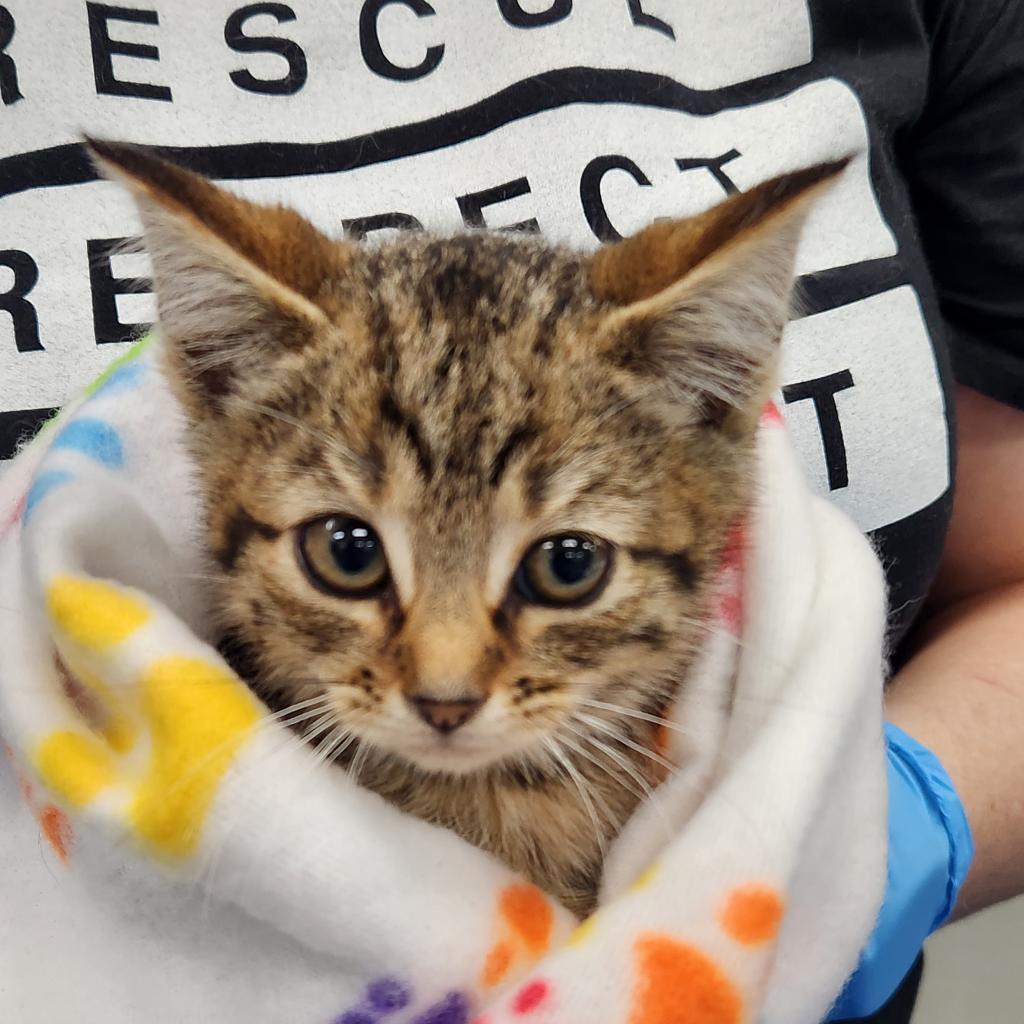 Enlarge Freya, a Adoptable Domestic Short Hair in Jupiter, FL image 2/6