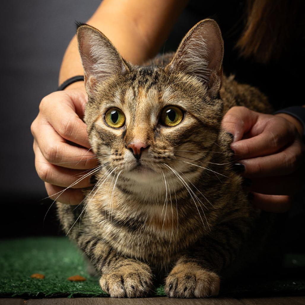 Freya, a Adoptable Domestic Short Hair in Jupiter, FL image 2/5