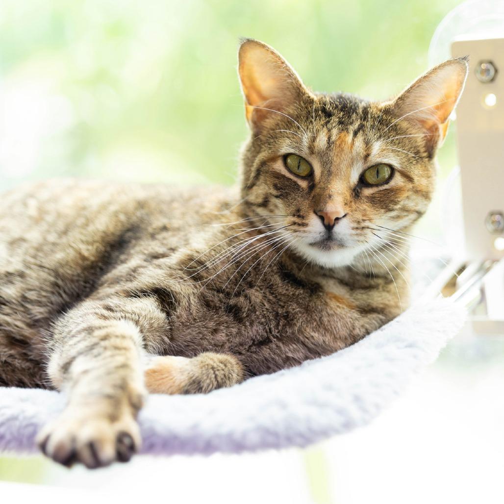 Freya, a Adoptable Domestic Short Hair in Jupiter, FL image 3/5