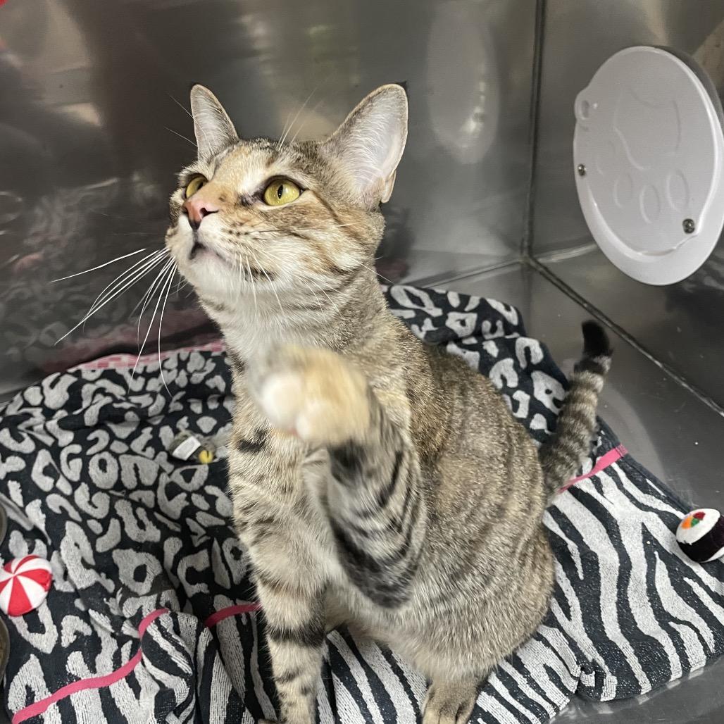 Enlarge Freya, a Adoptable Domestic Short Hair in Jupiter, FL image 5/6