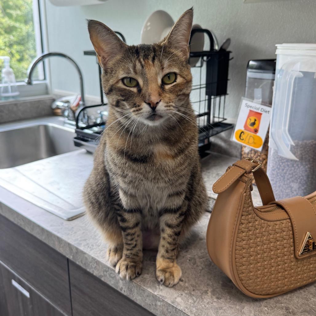 Freya, a Adoptable Domestic Short Hair in Jupiter, FL image 4/5