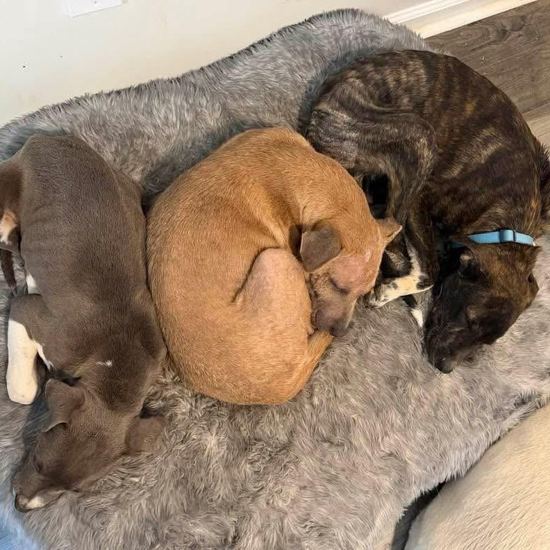 Enlarge Cooper, an adopted Mixed Breed in Burlington, VT image 4/6