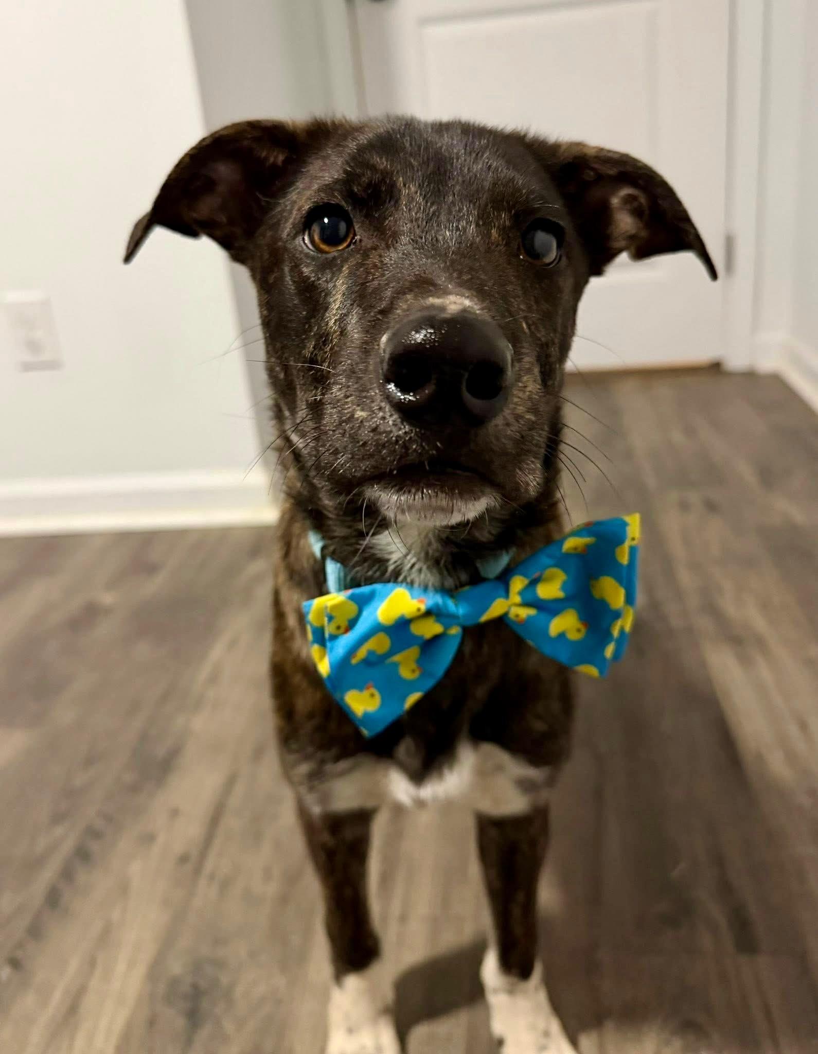 Enlarge Cooper, an adopted Mixed Breed in Burlington, VT image 1/6