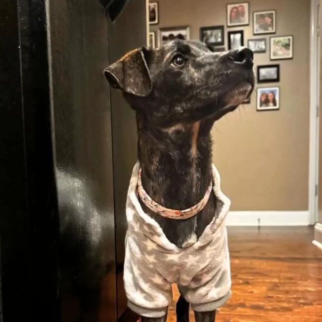 Enlarge Cooper, an adopted Mixed Breed in Burlington, VT image 2/6