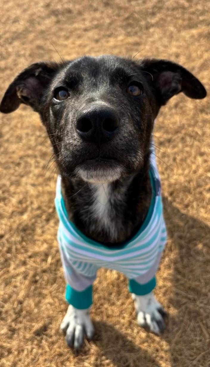 Enlarge Cooper, an adopted Mixed Breed in Burlington, VT image 5/6