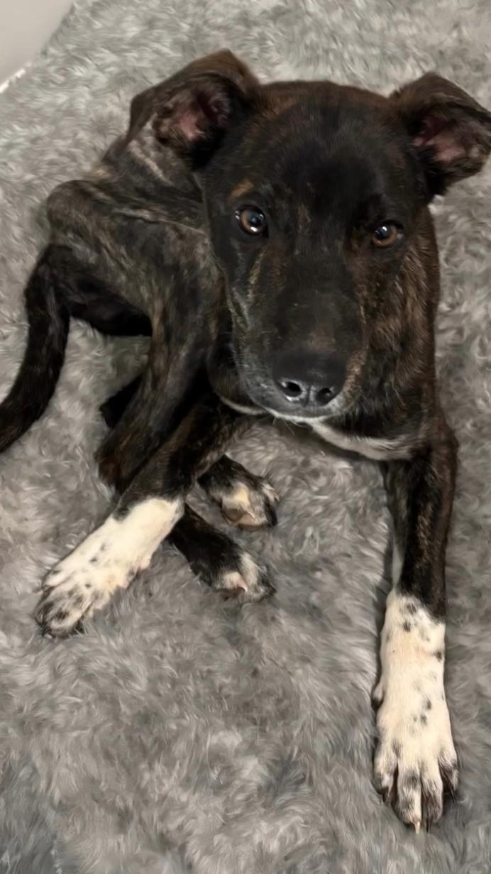 Enlarge Cooper, an adopted Mixed Breed in Burlington, VT image 3/6