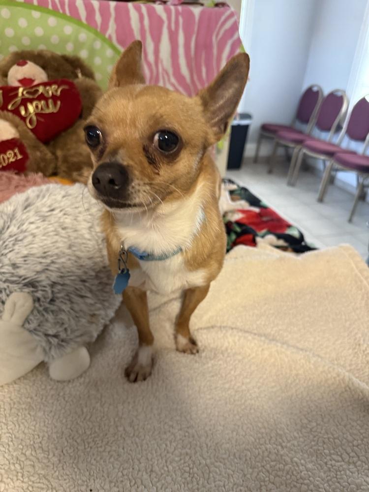 Marty, Adoptable, Adult Male Chihuahua.