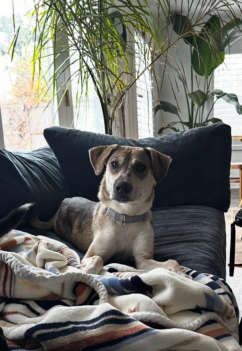 Enlarge Baby, a Adoptable mixed breed in Arlington Heights, IL image 1/6