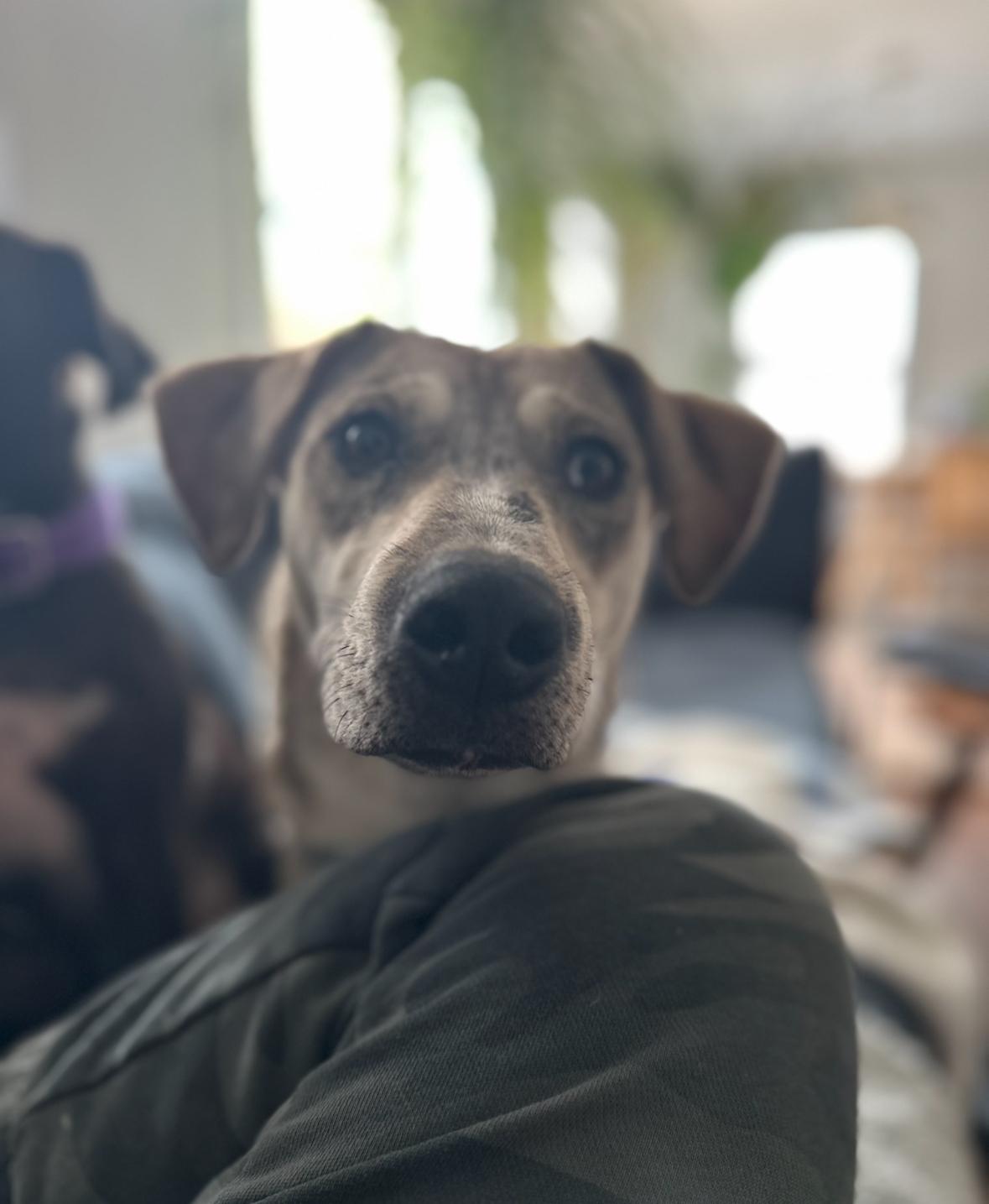 Enlarge Baby, a Adoptable mixed breed in Arlington Heights, IL image 4/6