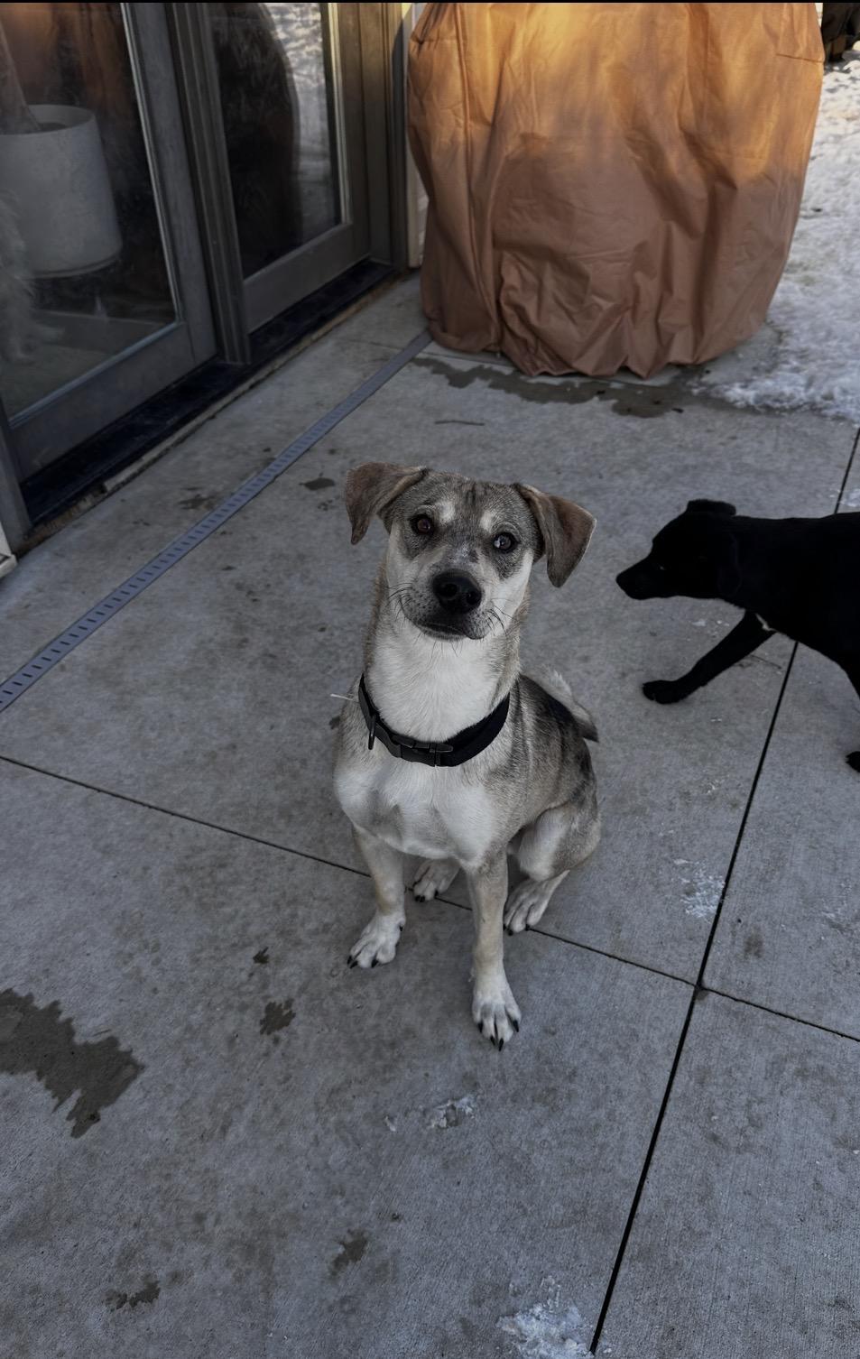Enlarge Baby, a Adoptable mixed breed in Arlington Heights, IL image 6/6