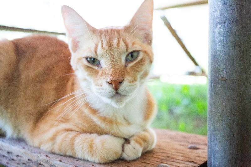 Enlarge Gustav, a Adoptable Domestic Short Hair in Arlington, WA image 1/6