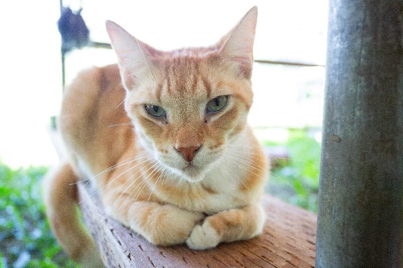Enlarge Gustav, a Adoptable Domestic Short Hair in Arlington, WA image 2/6