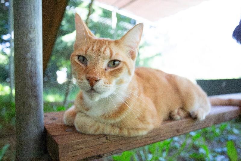 Enlarge Gustav, a Adoptable Domestic Short Hair in Arlington, WA image 3/6