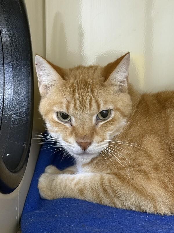 Enlarge Gustav, a Adoptable Domestic Short Hair in Arlington, WA image 4/6