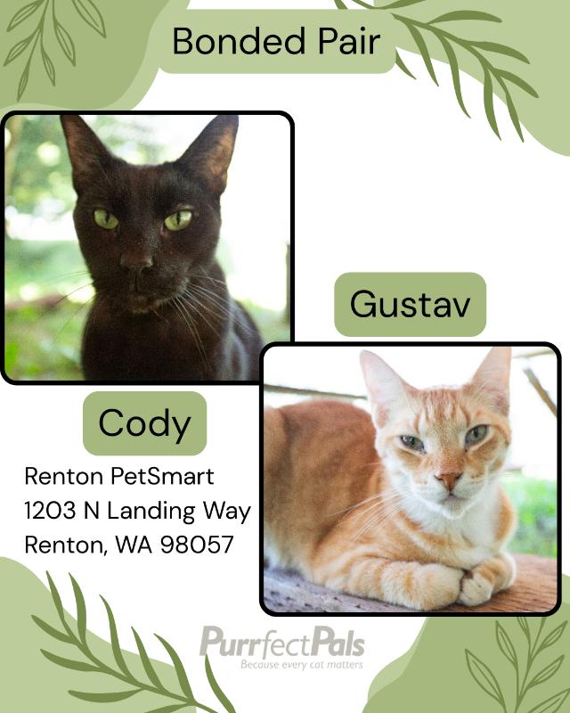 Enlarge Gustav, a Adoptable Domestic Short Hair in Arlington, WA image 6/6