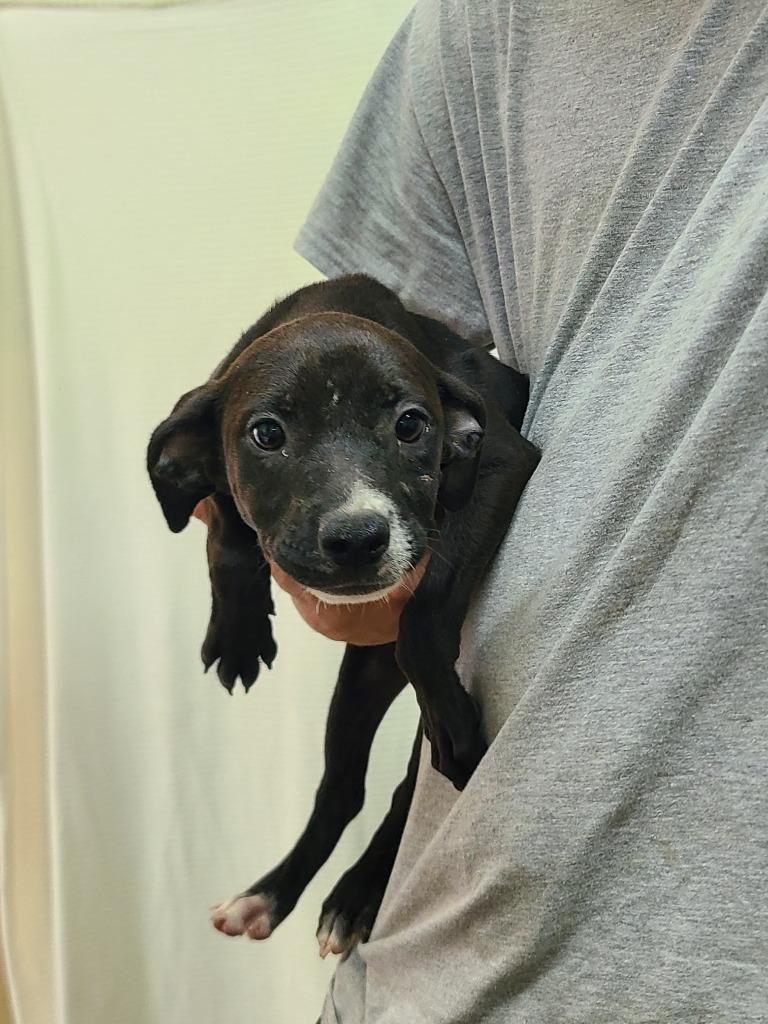 Fiona, Adoptable, Puppy Female Pit Bull Terrier.