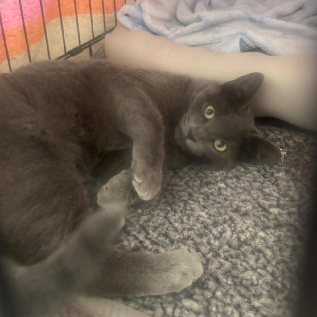 Enchilada, Adoptable, Young Male Domestic Short Hair.