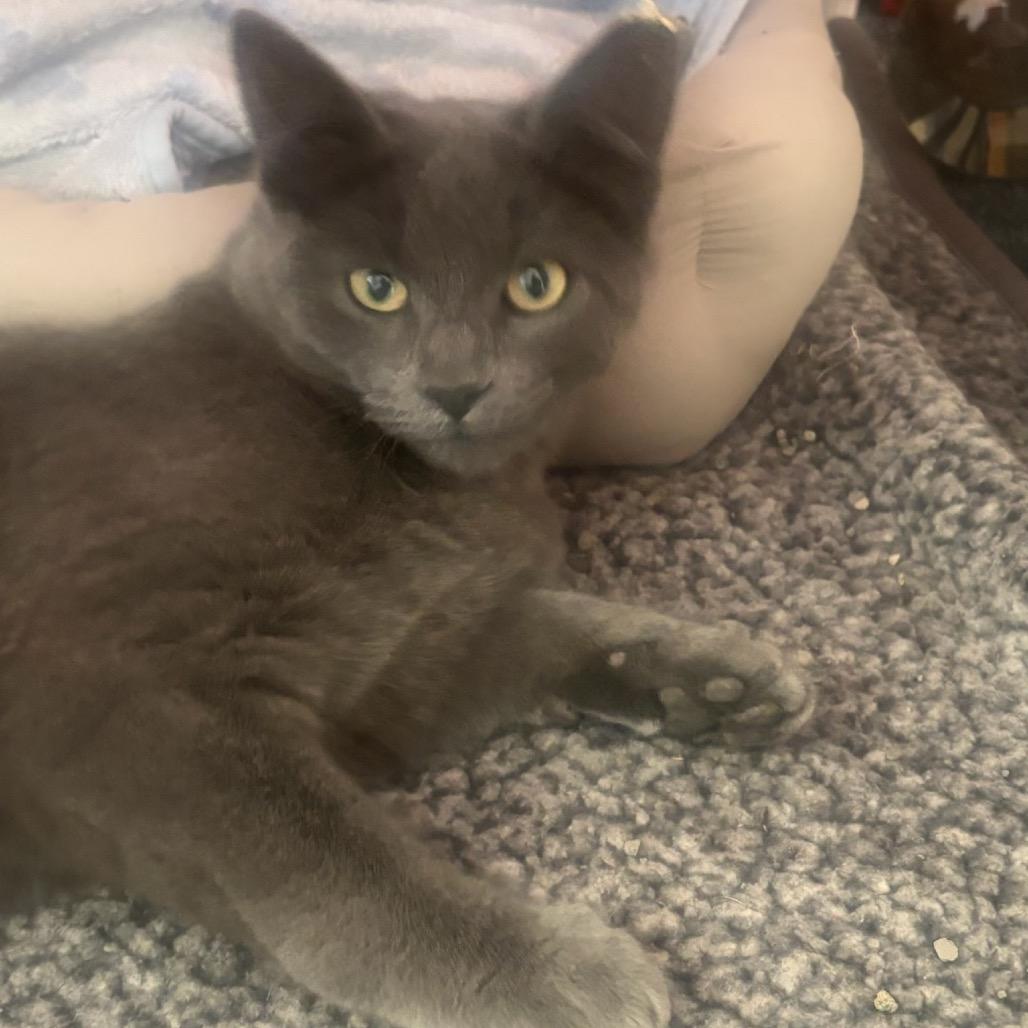 Enlarge Enchilada, a Adoptable Domestic Short Hair in Commerce City, CO image 2/3