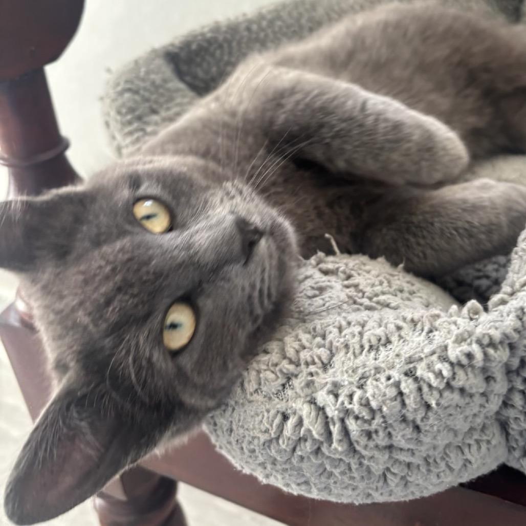 Enlarge Enchilada, a Adoptable Domestic Short Hair in Commerce City, CO image 3/3