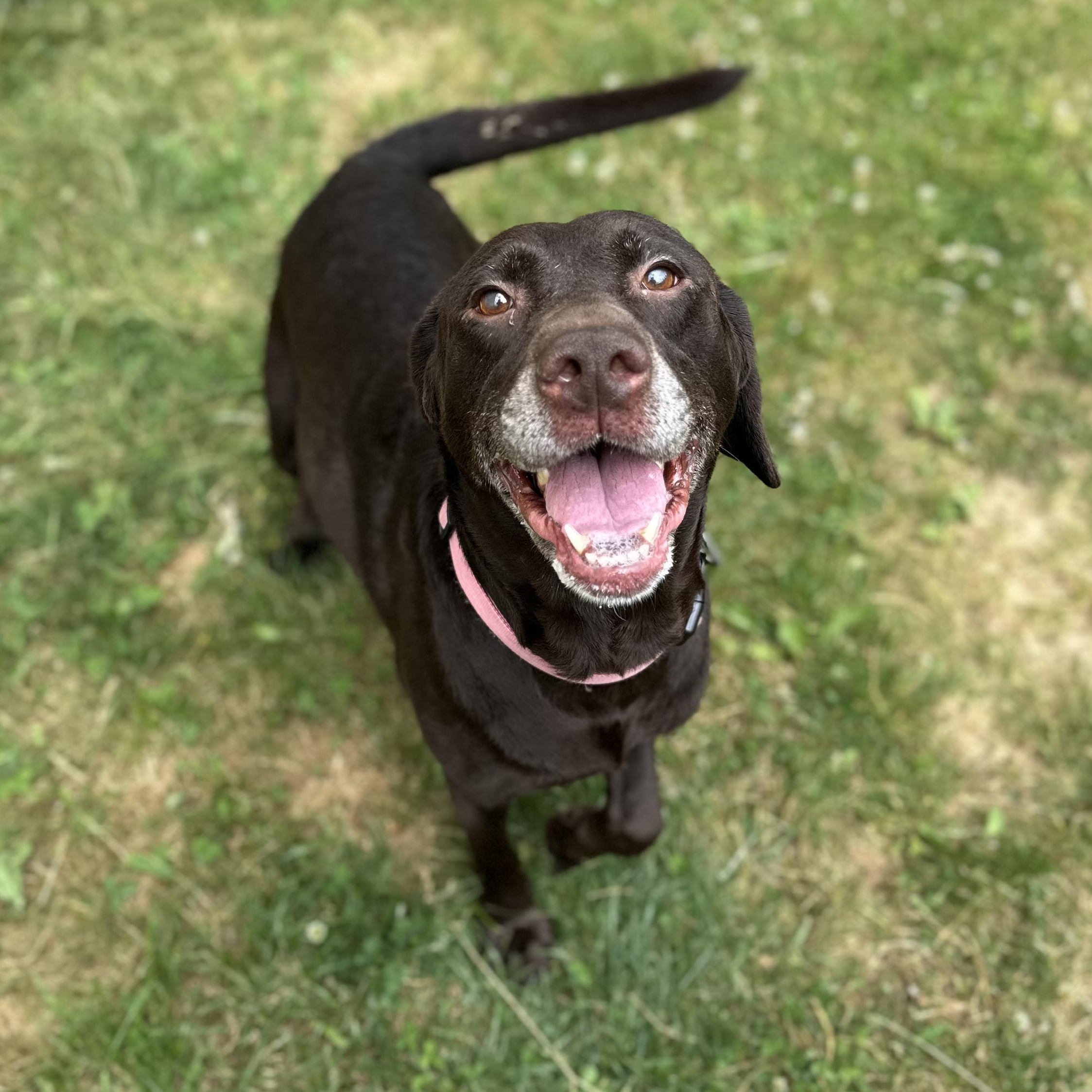 Moana, adopted, Senior Female Chocolate Labrador Retriever.
