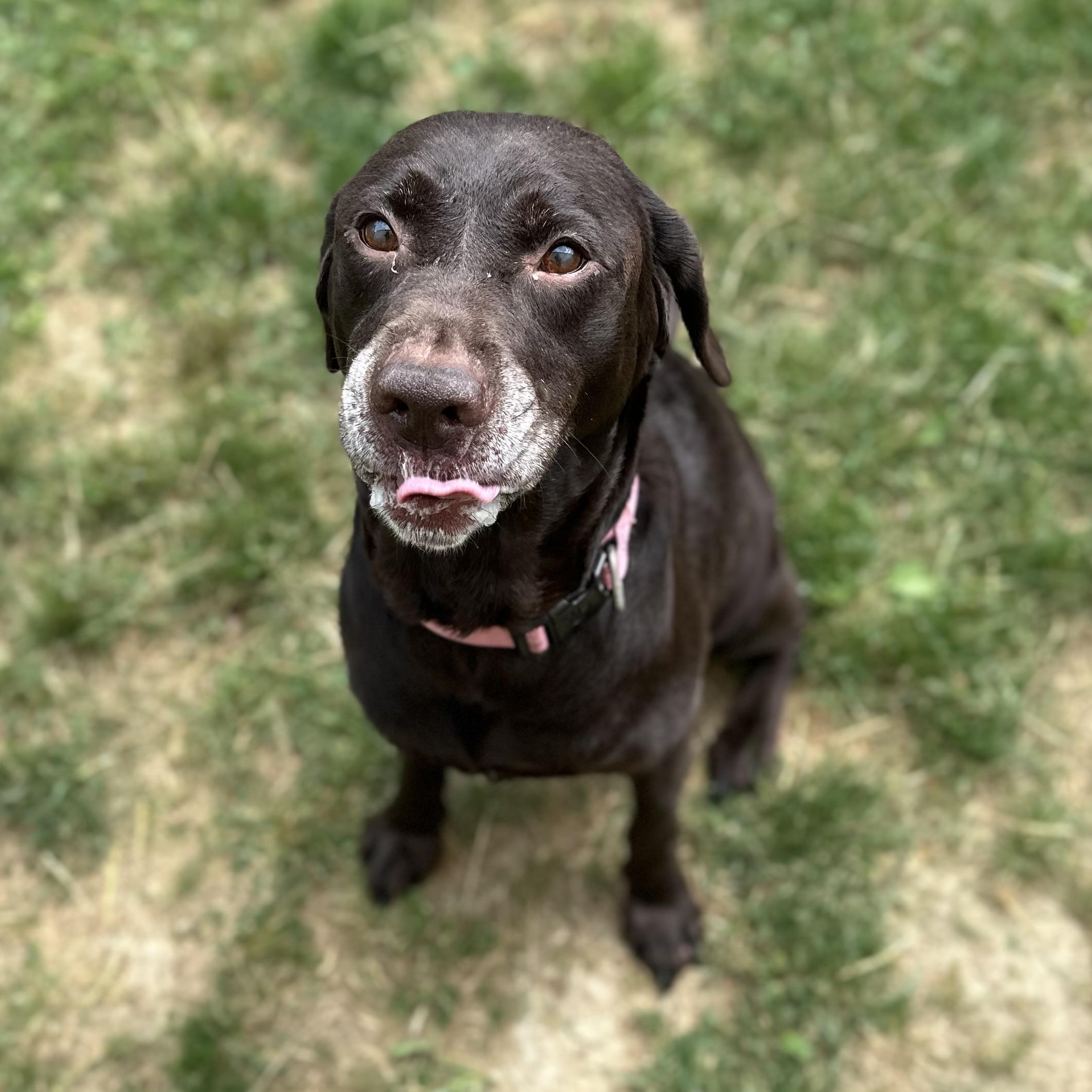 Enlarge Moana, an adopted Chocolate Labrador Retriever in Youngstown, OH image 3/3